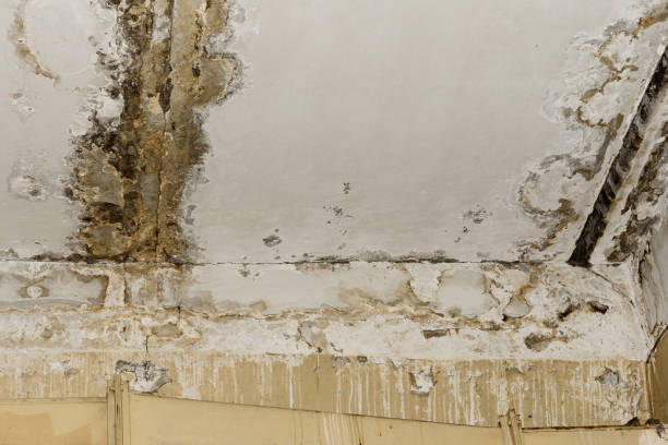 Best Mold Prevention Services  in Woodmoor, CO